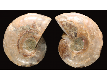 Ammonite de Madagascar