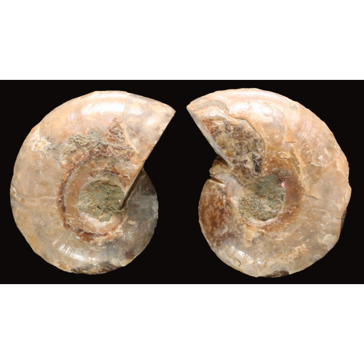 Ammonite de Madagascar