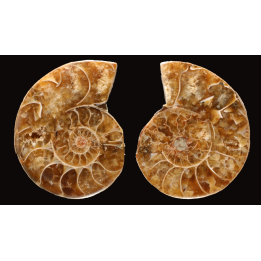 Ammonite from Madagascar