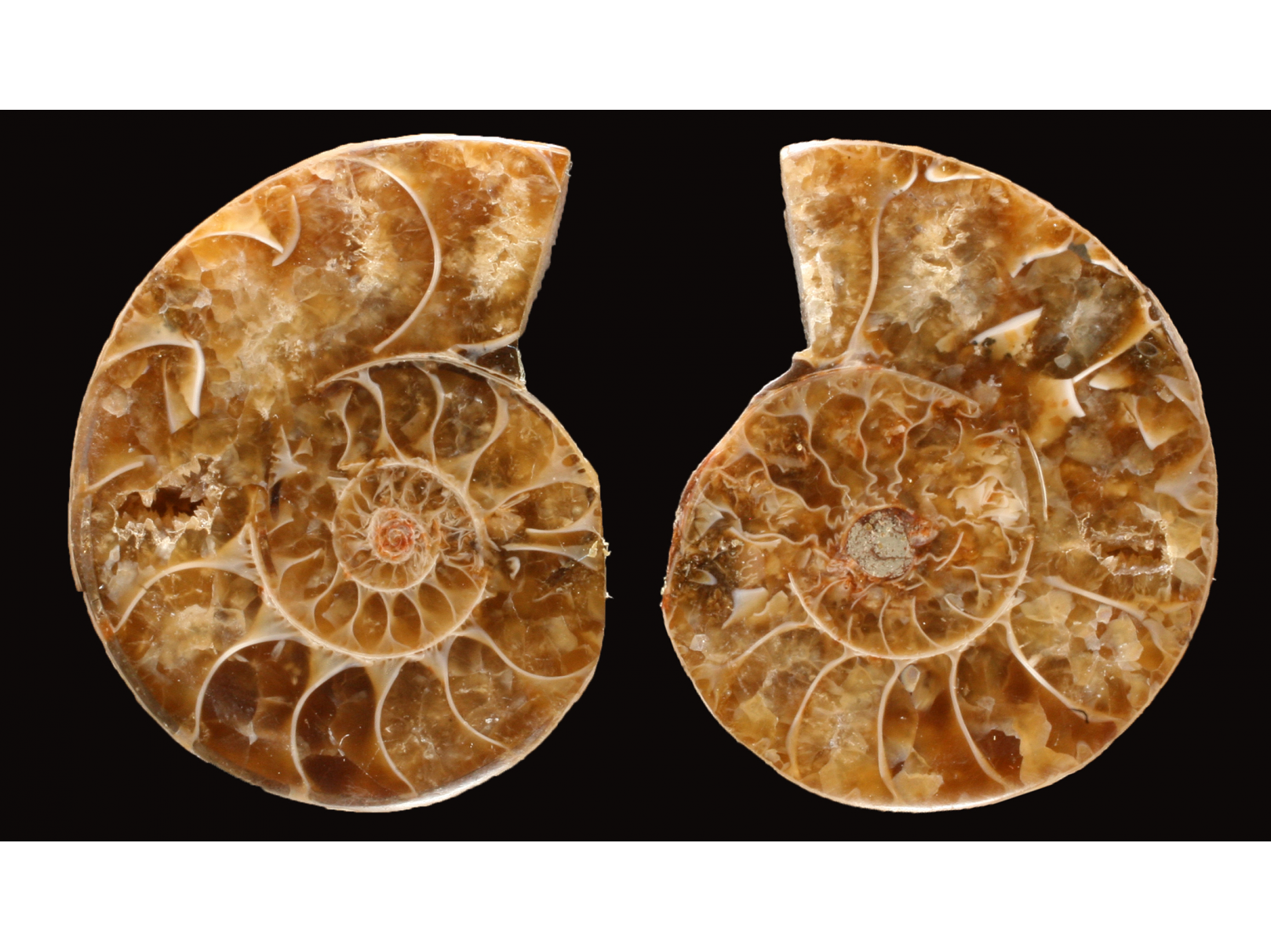 Ammonite from Madagascar