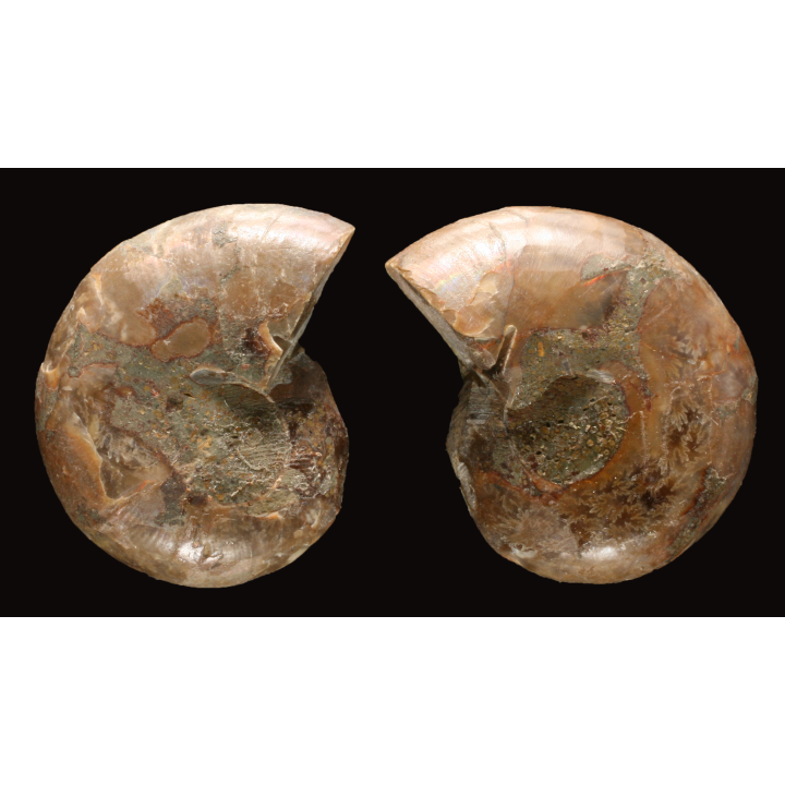 Ammonite de Madagascar