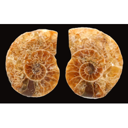 Ammonite de Madagascar