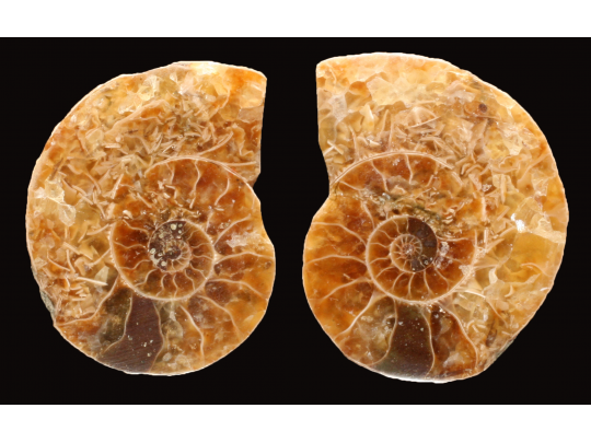 Ammonite de Madagascar