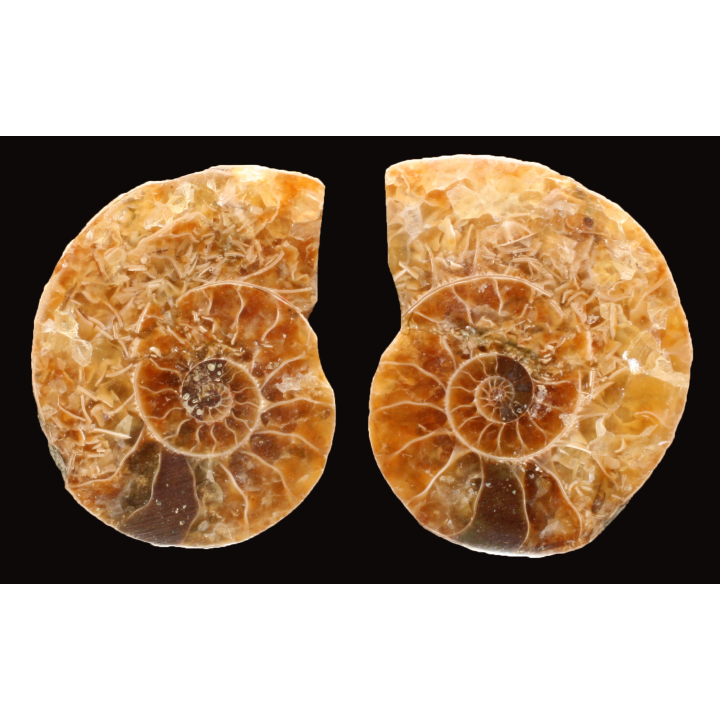 Ammonite de Madagascar