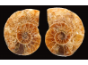 Ammonite from Madagascar