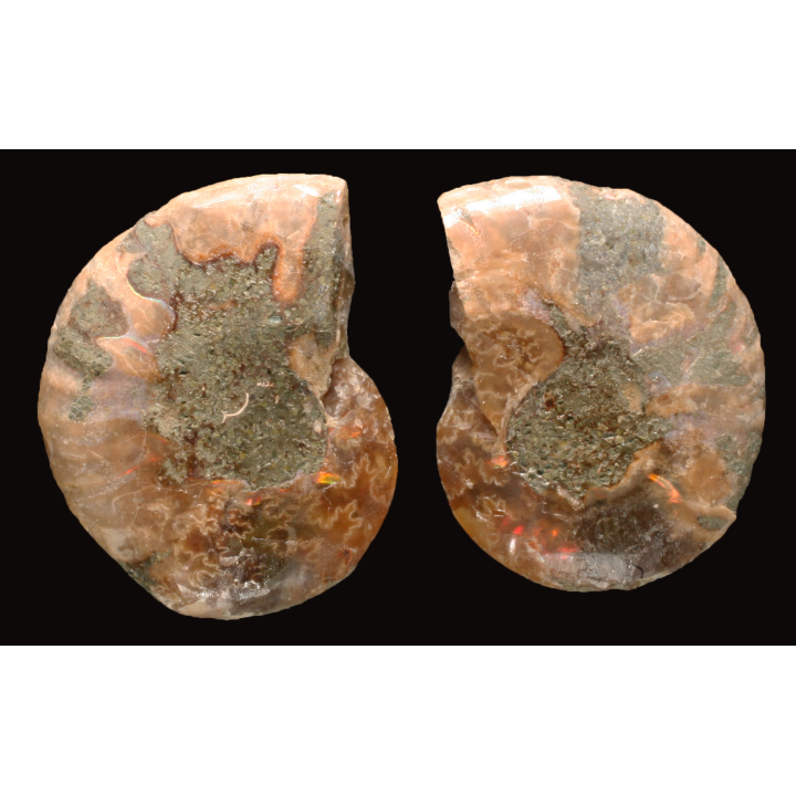 Ammonite de Madagascar