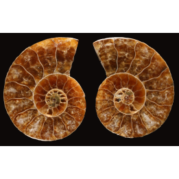 Ammonite de Madagascar