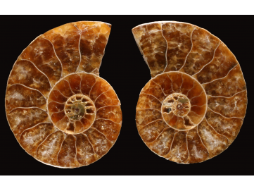 Ammonite de Madagascar