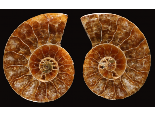 Ammonite from Madagascar