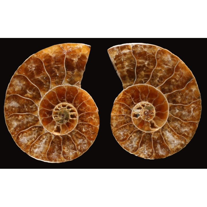 Ammonite de Madagascar