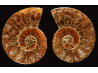 Ammonite from Madagascar