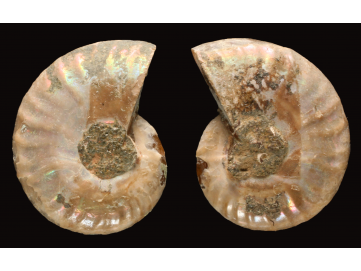 Ammonite de Madagascar