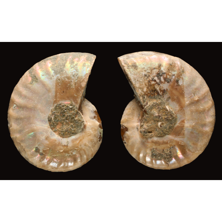 Ammonite from Madagascar