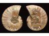 Ammonite from Madagascar