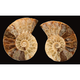 Ammonite from Madagascar