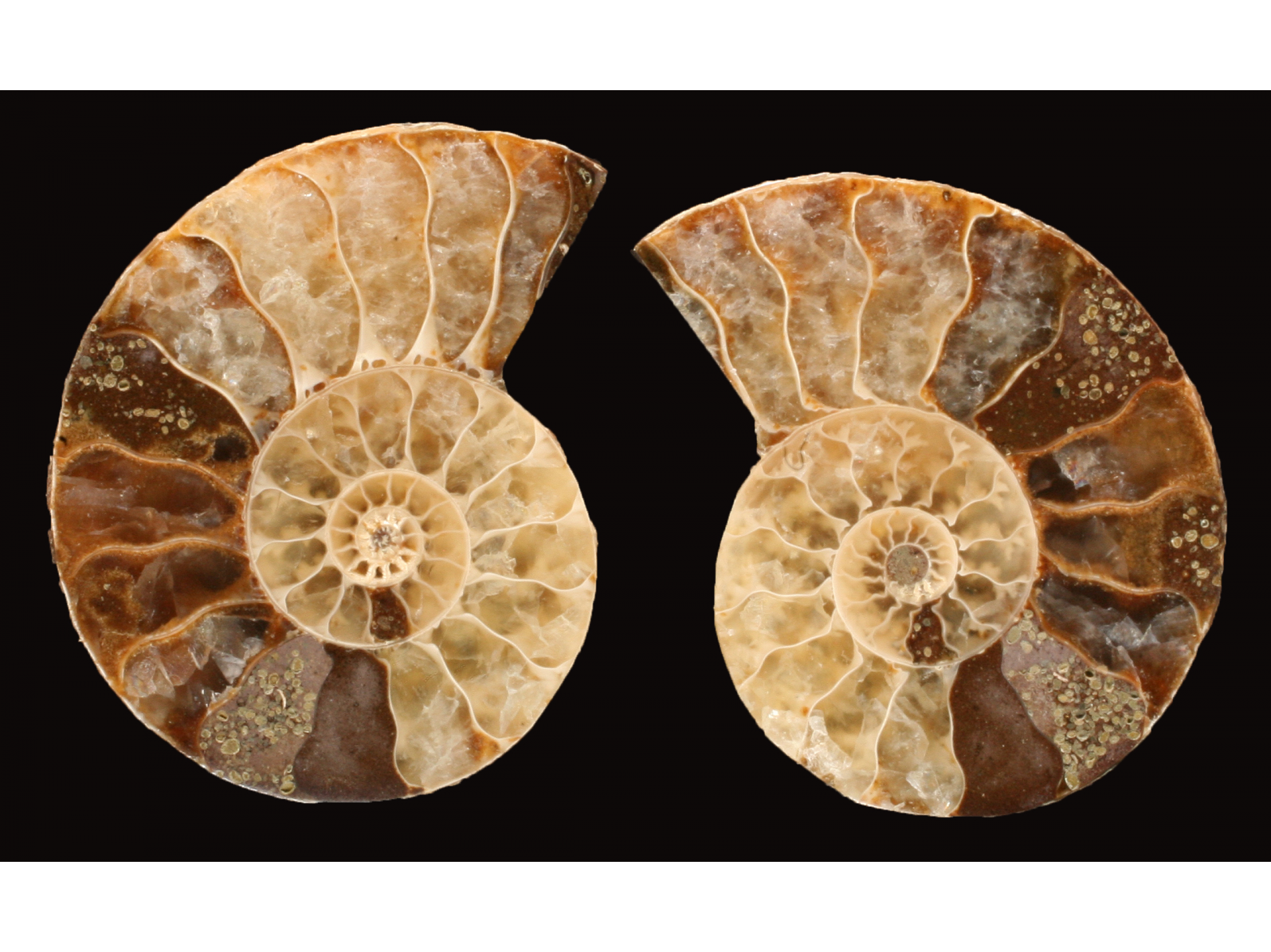 Ammonite from Madagascar