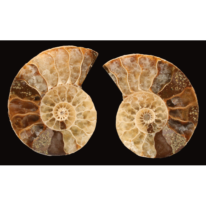 Ammonite de Madagascar
