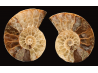 Ammonite de Madagascar