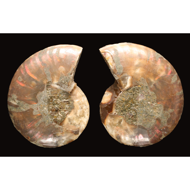 Ammonite from Madagascar