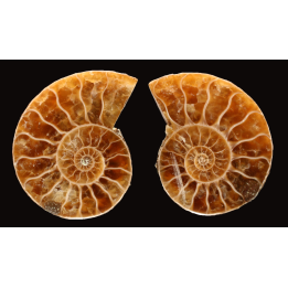 Ammonite from Madagascar