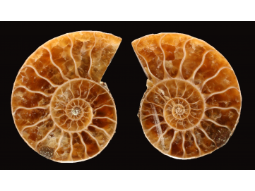 Ammonite de Madagascar