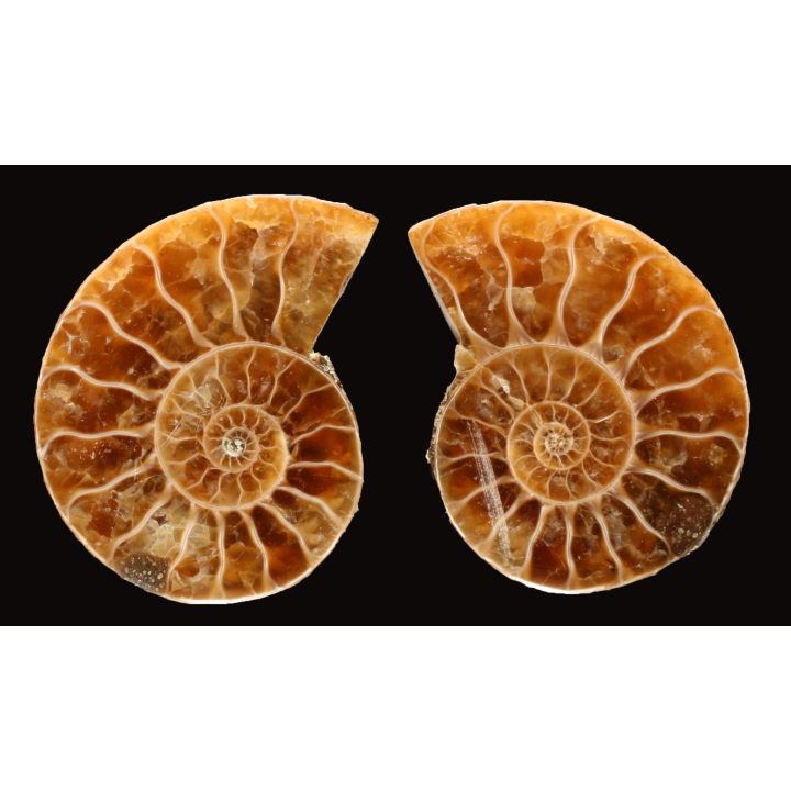 Ammonite de Madagascar