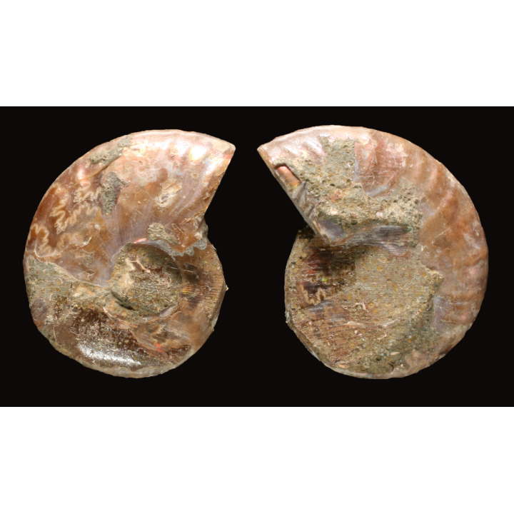 Ammonite from Madagascar
