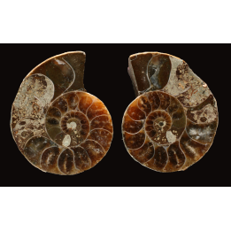 Ammonite de Madagascar