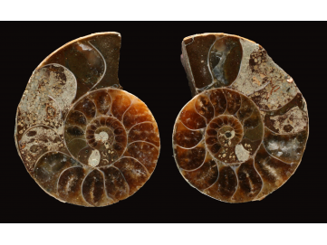 Ammonite from Madagascar