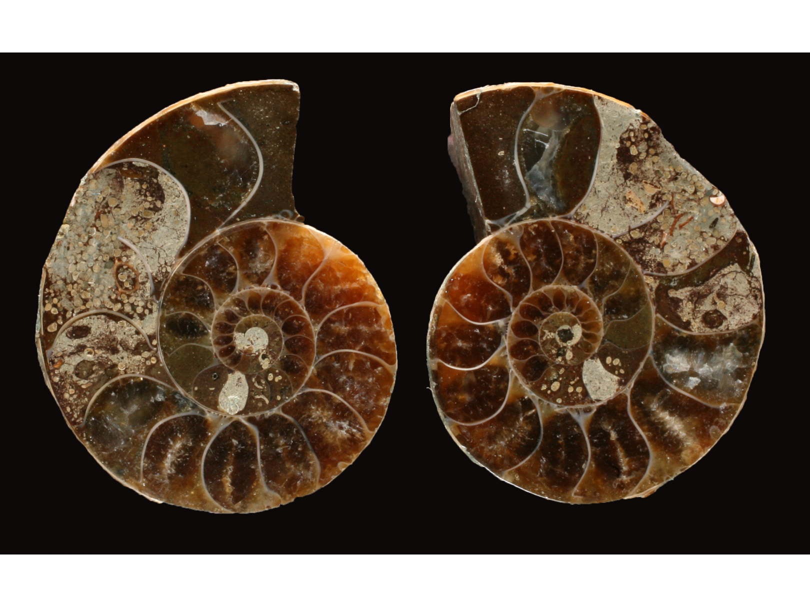 Ammonite de Madagascar