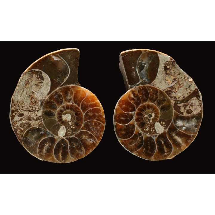 Ammonite de Madagascar