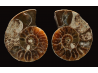 Ammonite from Madagascar