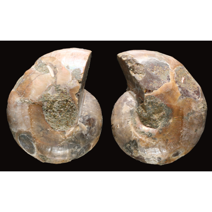 Ammonite de Madagascar