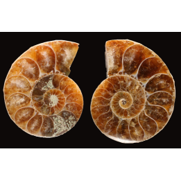 Ammonite from Madagascar