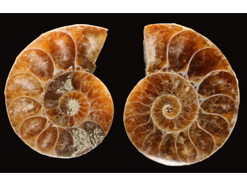 Ammonite from Madagascar