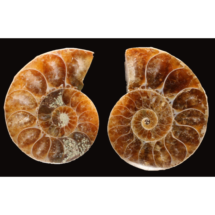 Ammonite de Madagascar