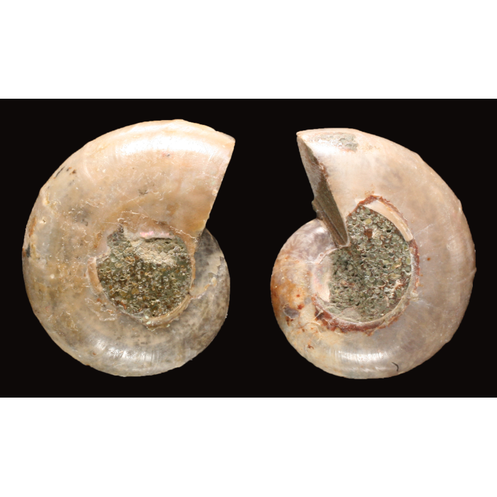 Ammonite de Madagascar