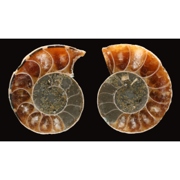 Ammonite de Madagascar