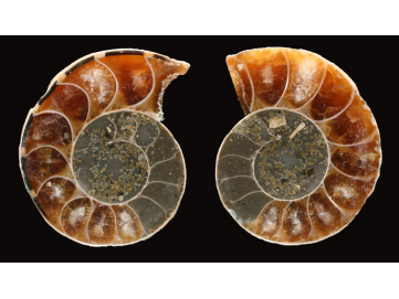 Ammonite from Madagascar