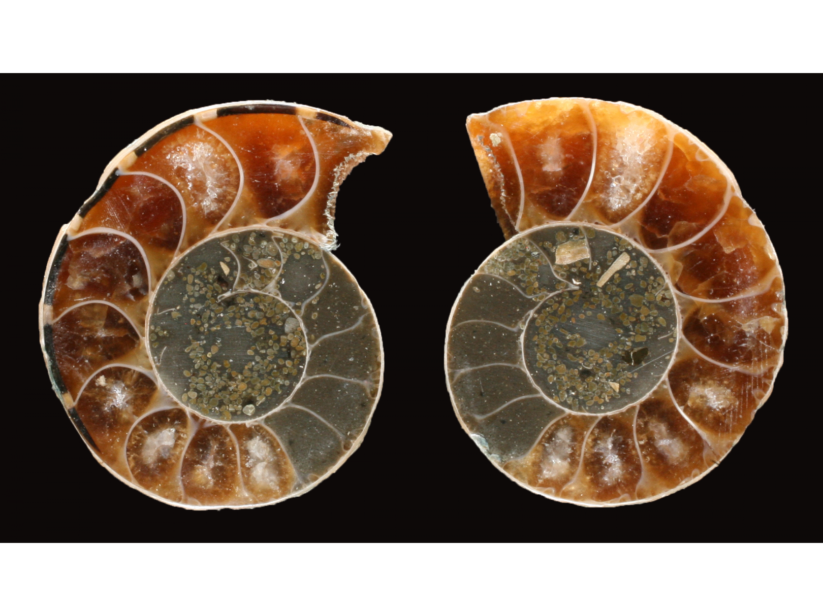 Ammonite from Madagascar