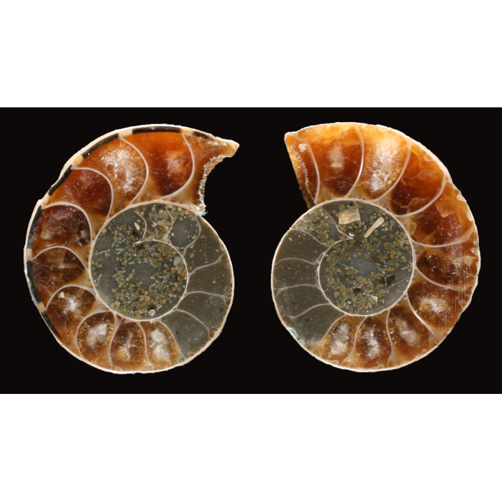 Ammonite de Madagascar