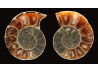 Ammonite from Madagascar