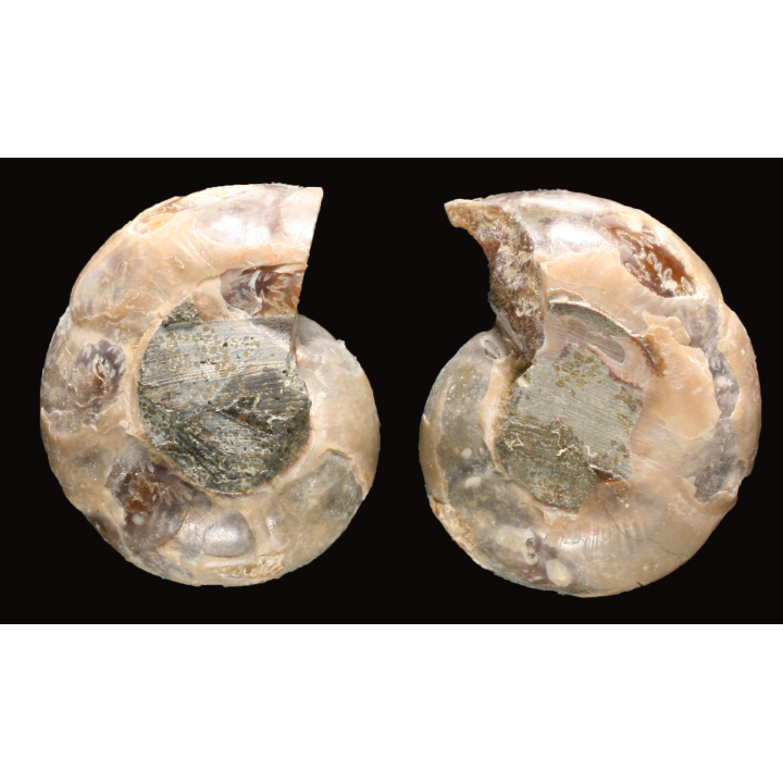 Ammonite from Madagascar