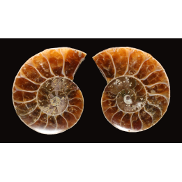 Ammonite de Madagascar