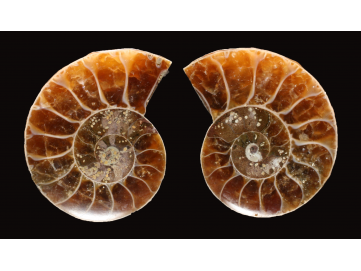 Ammonite from Madagascar