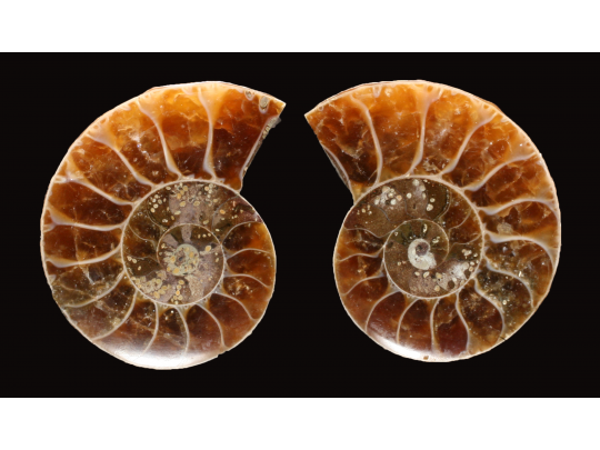 Ammonite de Madagascar