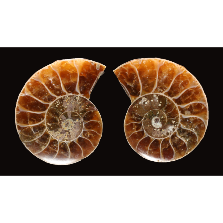 Ammonite de Madagascar