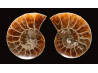 Ammonite from Madagascar