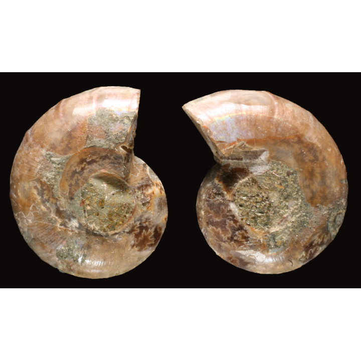 Ammonite from Madagascar
