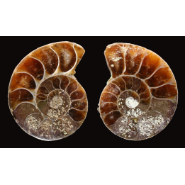 Ammonite from Madagascar